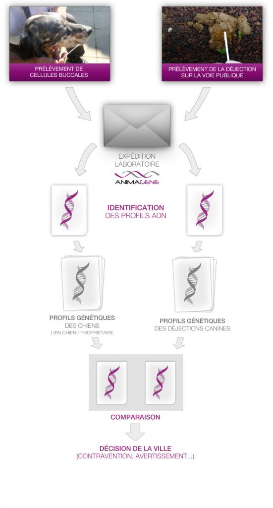 Processus Hygène - Identification de déjection canine