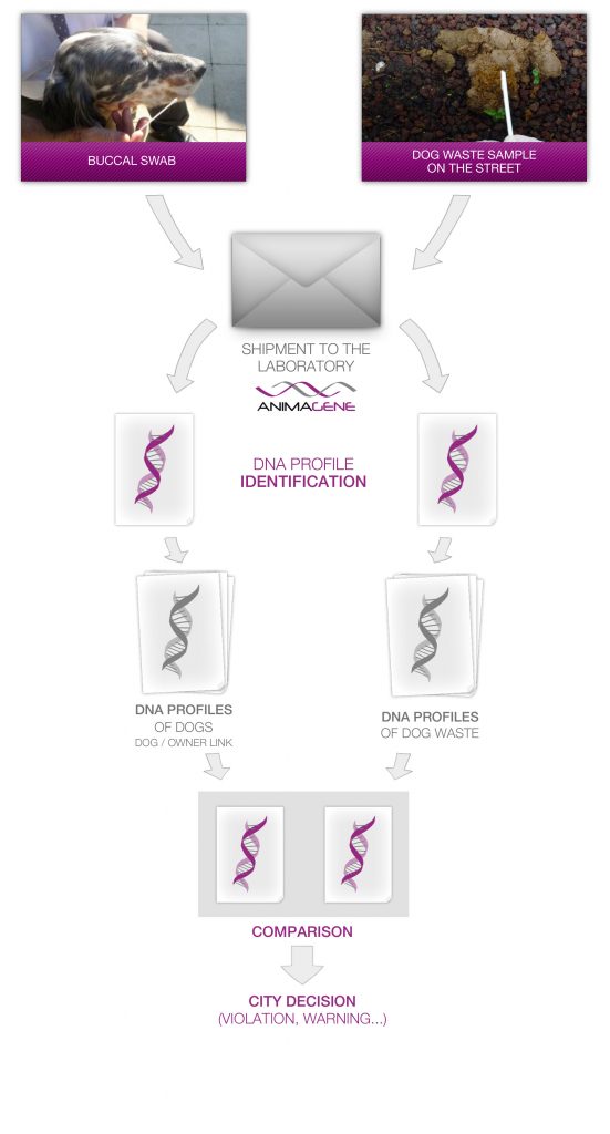 Process Hygène - DNA profile identification