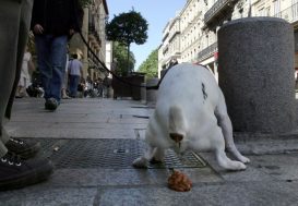 Le fichage ADN canin autorisé par la cour administrative d’appel de Marseille