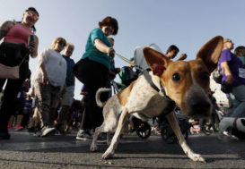 La mairie de Madrid souhaite identifier génétiquement les chiens